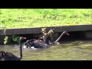 Black swans fighting