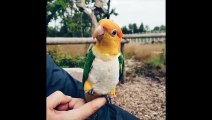 Funny Parrots and Cute Birds Compilation #23