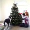 Un berger australien aide sa maîtresse pour décorer un sapin de Noël