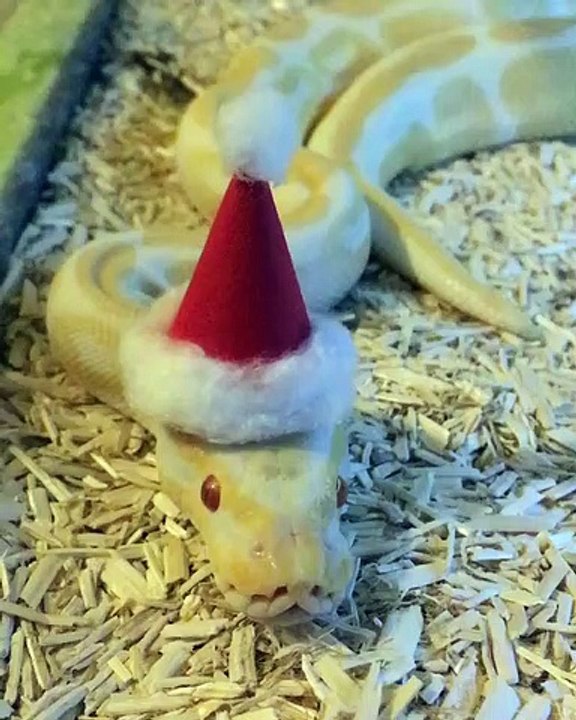 Serpent de Noël ! Ce python est toujours aussi effrayant..