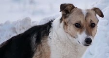 Vefalı Köpek, Kendisini Terk Eden Sahibini -30 Derecede 6 Ay Bekledi