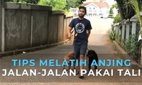 Tips Melatih Anjing, Jalan-jalan Pakai Tali