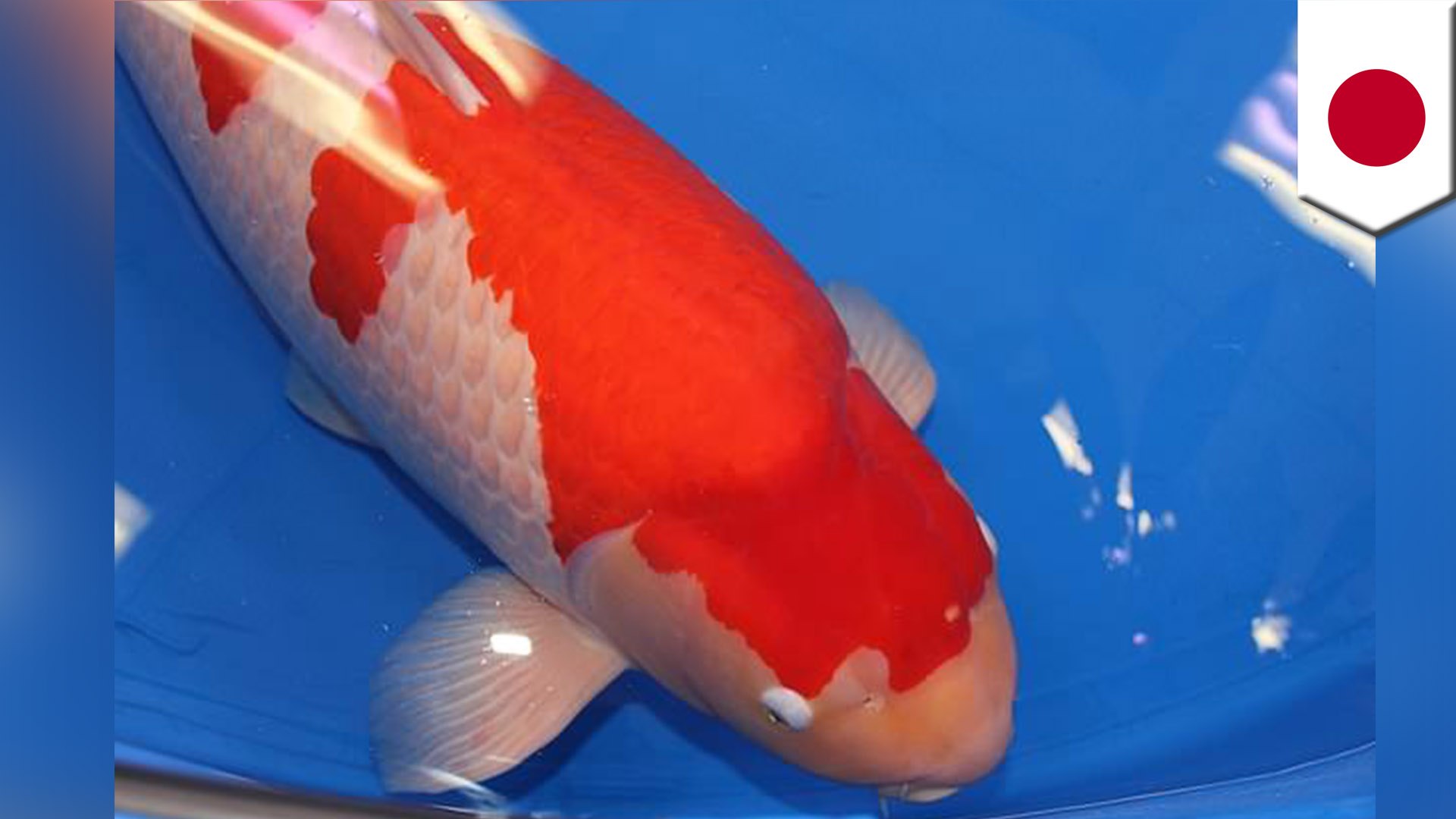 日本錦鯉拍賣會台灣買家以天價5500萬成交 Video Dailymotion