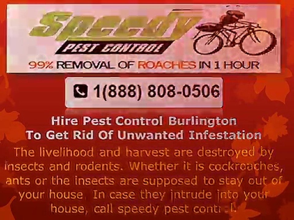 Hire Pest Control Burlington To Get Rid Of Unwanted Infestation