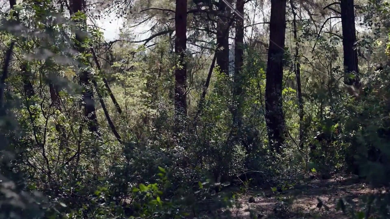 Sinema - 'Nebula' - İSTANBUL