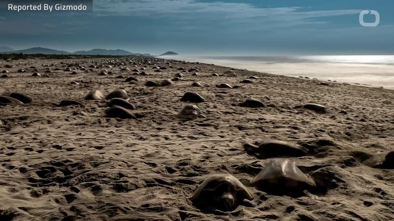 Climate Change Is Turning These Sea Turtles Female
