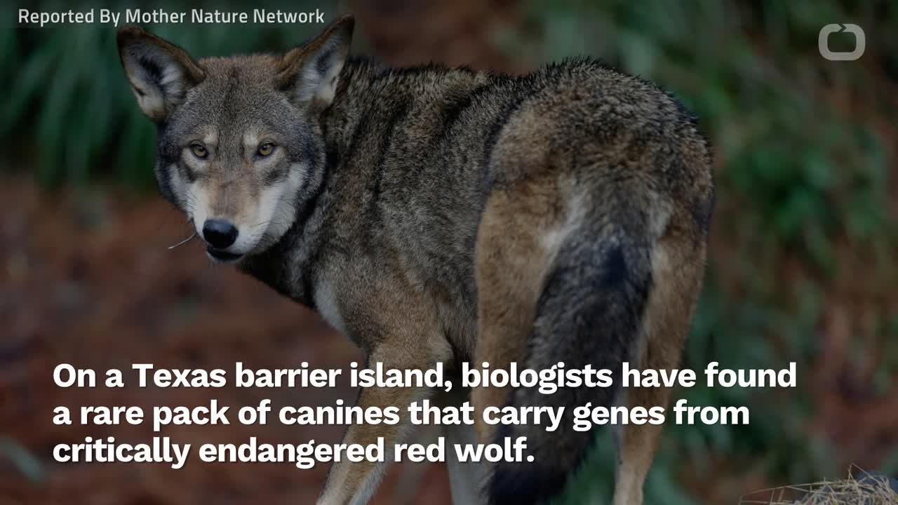 Mysterious Texas Canines Have 'Ghost' DNA Of Red Wolves