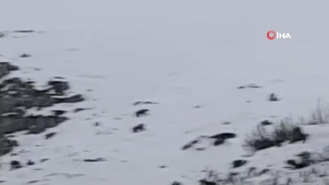 Uludağ'da Dağcılar Kış Uykusuna Yatmayan Ayıları Görüntüledi