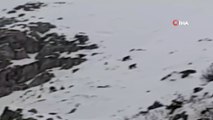Uludağ'da dağcılar kış uykusuna yatmayan ayıları görüntüledi