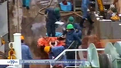 Japon : La reprise de la pêche à la baleine divise le pays - Témoignages - Vidéo
