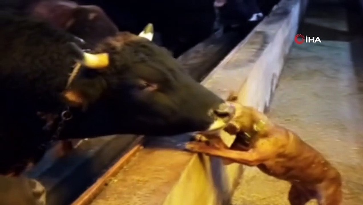 Boğa ile köpeğin dostluğu görenleri şaşırtıyor