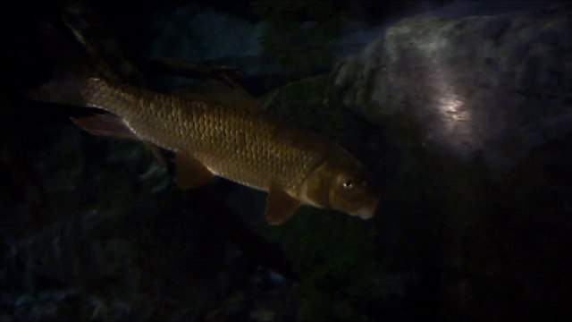 SLOW MOTION 79.WHAT GOING FISHING IS ALL ABOUT. CATCHING FISH LIKE THIS.