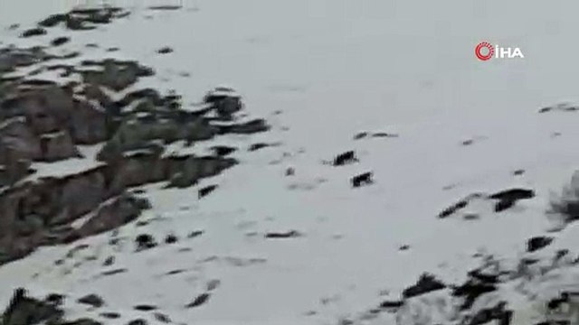 Uludağ'da kış uykusuna yatmayan ayılar görüntüledi