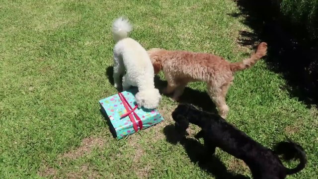Le meilleur cadeau de Noël pour ces chiots ! Adorable