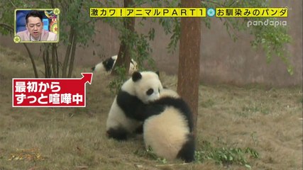 ケンカ子パンダ＆ぬこ