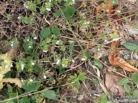Roadside wildflowers, flowers, plums and yellow plums