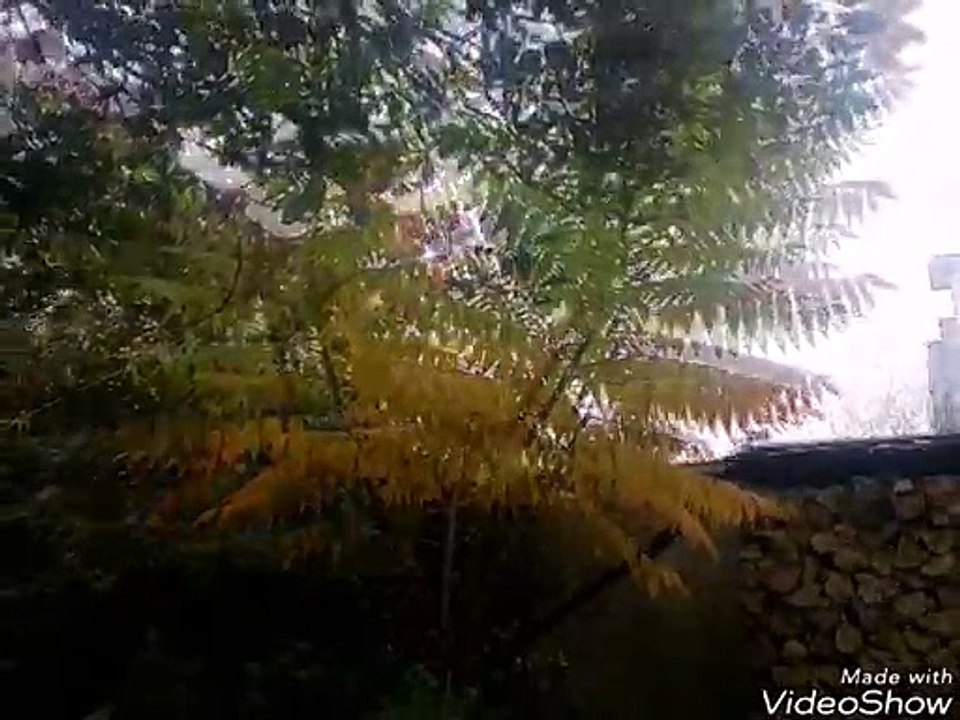 Russ turning autumnal trees flowering trees with berries