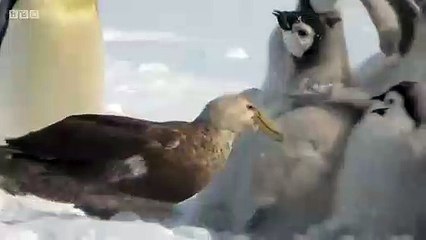 Des petits manchots sauvés par un héros improbable