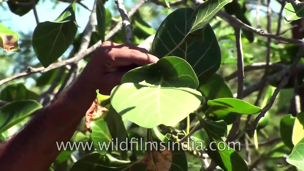 Ficus Krishnae or Krishna Fig