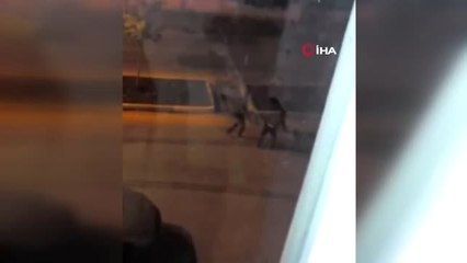 Köpeklere İşkence Eden Şahıs Cinayet Zanlısı Çıktı