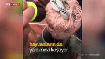İstanbul İtfaiyesi 2018’de 17 bin 331 hayvanı kurtardı