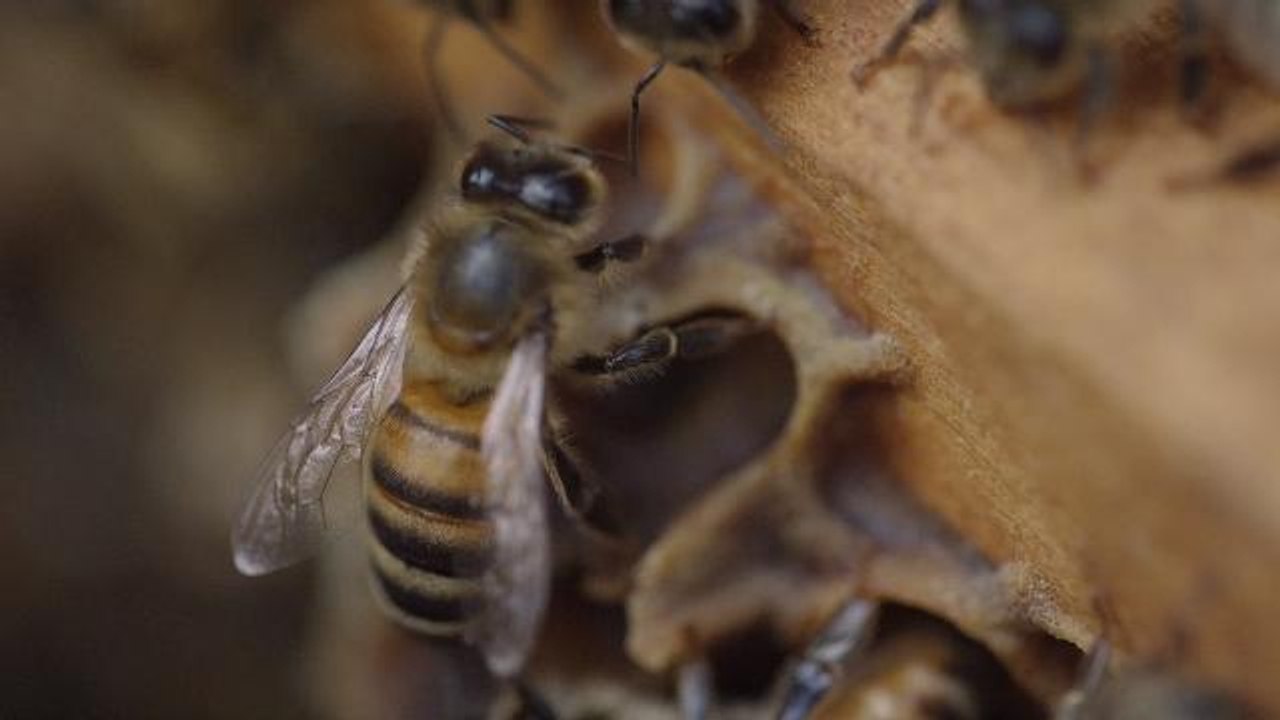 Better BEE-lieve It! Bees Can Count Using Only Four Brain Cells