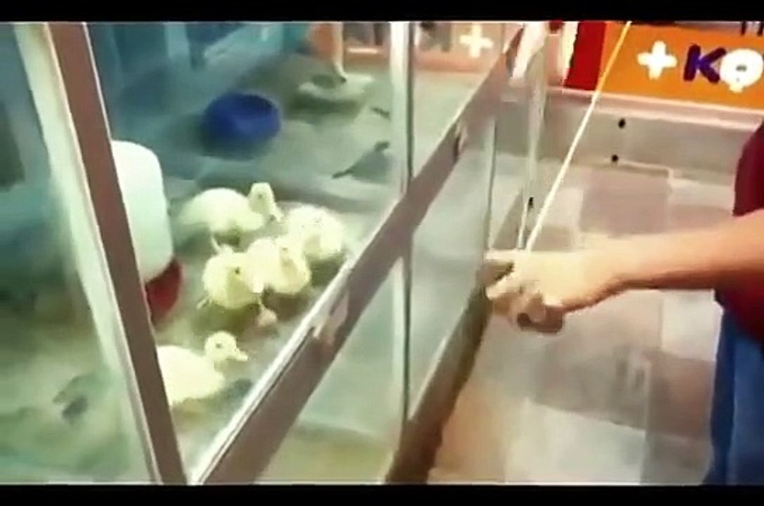 Funny Videos