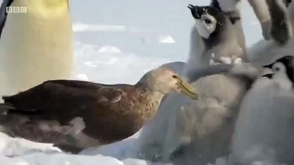 Tải video: Regardez qui vient sauver ces petits manchots : héros improbable