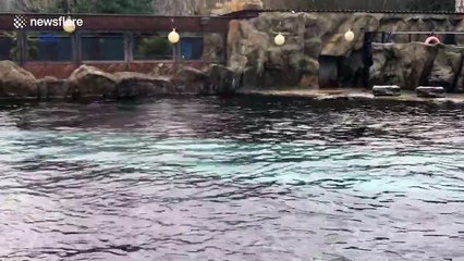 UK family witness sea lion hunting seagull at Colchester zoo
