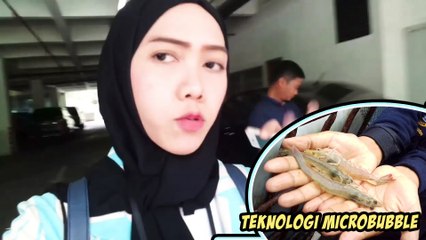 Intip Budidaya Udang Vaname Pakai Teknologi Microbubble Yuk