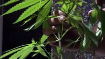 Israel autoriza la exportación de cannabis para uso médico