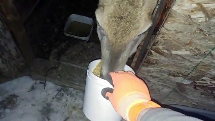 Feeding Injured Deer That Snuck In Chicken Coop