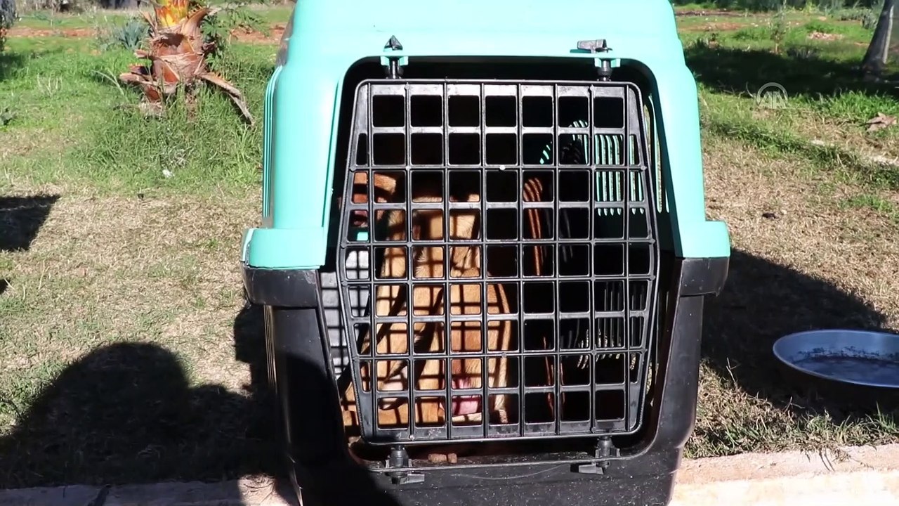 Muğla'da sokak köpeklerinin kamyonla dağa bırakıldığı iddiası