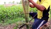 Creative Eel Trap: Learning how to make eel trap using bamboo working 100%