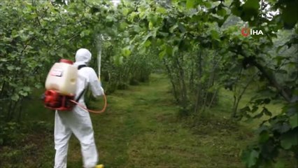 Dünyayı Dolaşan Hastalık Fındığa Bulaştı