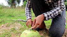 The First Primitive DIY Creative Bird Trap Using Coconut​ | DIY Simple Bird Trap With Coconut