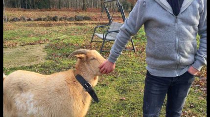 LIEGE - Fraipont - Une chèvre attaquée par un chien