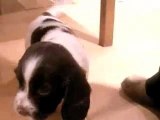 English Springer Spaniel Puppies