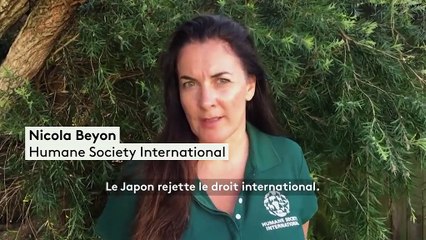 Polémique : longtemps interdite, la chasse à la baleine de nouveau autorisée au Japon