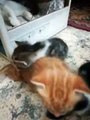 Adorable Cat Teach Her Kitties How to Climb up to The House