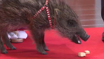 شاهد: اليابان تحتفل بالانتقال من عام الكلب إلى عام الخنزير البري