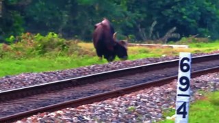 Wild Life And Chapramari Railway Track