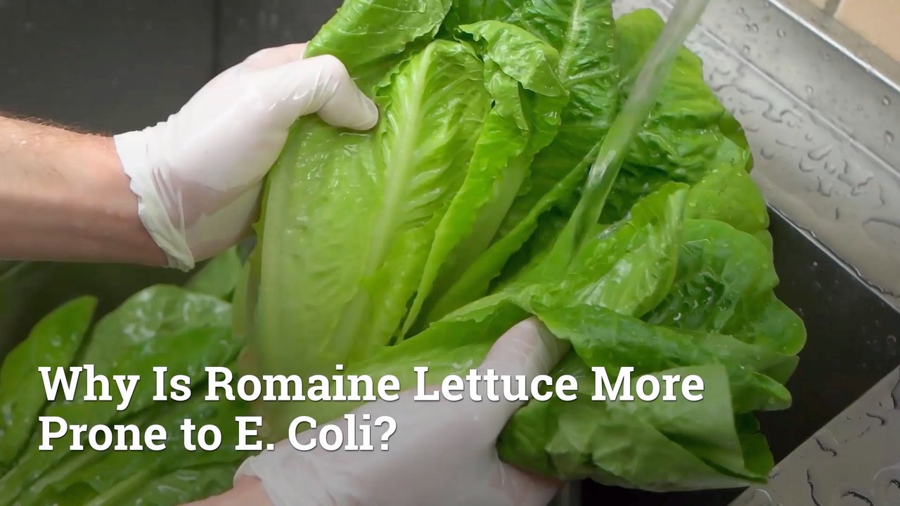 Why Is Romaine Lettuce Having E Coli Issues