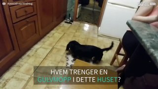 Hund vasker kjøkkengulv