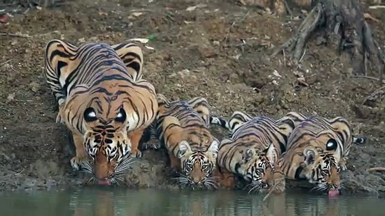 Cette maman tigre et ses 3 petits se désaltèrent... Adorable