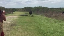 Un cheval met des coups de sabot à un crocodile