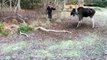 Un homme courageux sauve un renne coincé dans un arbre