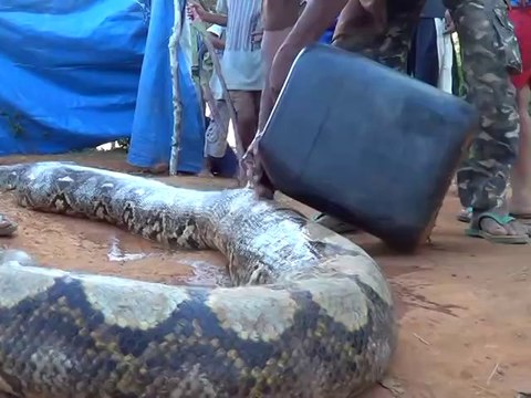 Ces indonésiens capturent un énorme anaconda