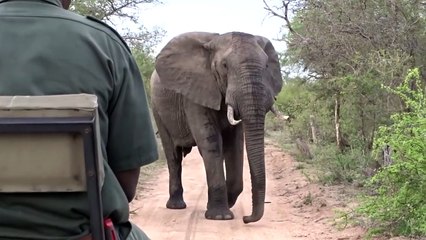 Il utilise un simple baton pour stopper un éléphant... Joli