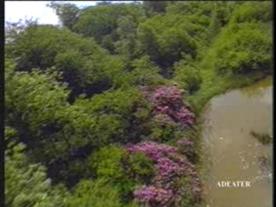 Pub Cidre Woodpecker (UK)